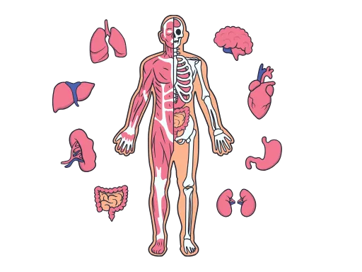 Some anatomical elements showing that a sports massage practitioner's training must be thorough in anatomy